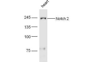 Mouse heart lysates probed with Rabbit Anti-Notch 2 Polyclonal Antibody, Unconjugated  at 1:5000 for 90 min at 37˚C. (NOTCH2 抗体  (AA 1501-1700))
