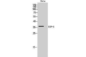 Western Blotting (WB) image for anti-E2F5 (E2F5) (Internal Region) antibody (ABIN3174853) (E2F5 抗体  (Internal Region))