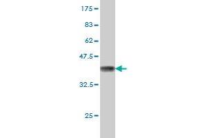 Western Blotting (WB) image for anti-Fatty Acid Amide Hydrolase (FAAH) (AA 480-579) antibody (ABIN560832)