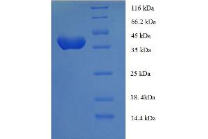 SDS-PAGE (SDS) image for Anaphase Promoting Complex Subunit 15 (ANAPC15) (AA 1-121), (full length) protein (GST tag) (ABIN5709159)