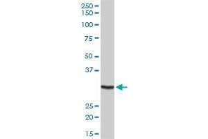 MPG MaxPab rabbit polyclonal antibody. (MPG 抗体  (AA 1-293))