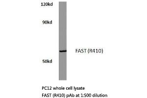 Western blot (WB) analysis of FAST antibody in extracts from pc12 cells. (FASTK 抗体)