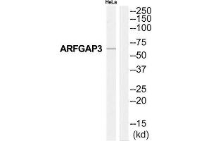 Western Blotting (WB) image for anti-ADP-Ribosylation Factor GTPase Activating Protein 3 (ARFGAP3) (Internal Region) antibody (ABIN1850707) (ARFGAP3 抗体  (Internal Region))