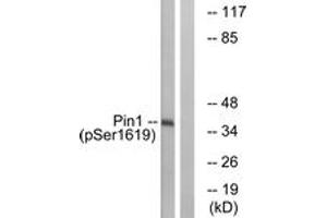 Western blot analysis of extracts from COS7 cells treated with insulin 0. (PIN1 抗体  (pSer16))