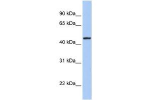 WB Suggested Anti-ROM1 Antibody Titration:  0. (ROM1 抗体  (Middle Region))