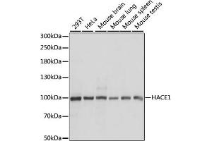 Western blot analysis of extracts of various cell lines, using H antibody (ABIN7267593) at 1:1000 dilution. (HACE1 抗体  (AA 1-100))