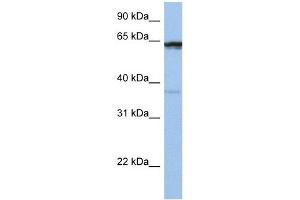 POPDC2 antibody used at 1 ug/ml to detect target protein. (POPDC2 抗体  (Middle Region))