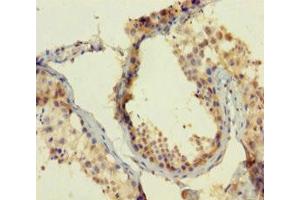Immunohistochemistry of paraffin-embedded human testis tissue using ABIN7165112 at dilution of 1:100 (ATOH1 抗体  (AA 1-354))