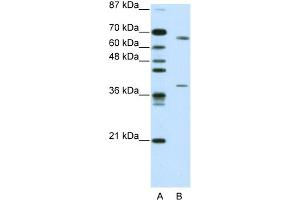 WB Suggested Antibody Titration:  0. (GRHL3 抗体  (C-Term))