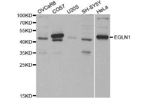 Western blot analysis of extracts of various cell lines, using EGLN1 antibody. (EGLN1 抗体)