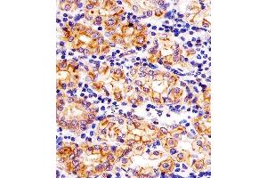 (ABIN6242877 and ABIN6578324) staining SLC22A2 in human stomach tissue sections by Immunohistochemistry (IHC-P - paraformaldehyde-fixed, paraffin-embedded sections). (SLC22A2 抗体  (N-Term))