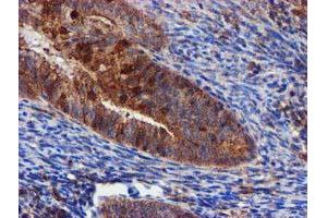 Image no. 1 for anti-Epsin 2 (EPN2) antibody (ABIN1498050) (Epsin 2 抗体)