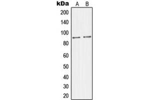 Western blot analysis of JIP2 expression in Raw264. (IB2 抗体  (C-Term))