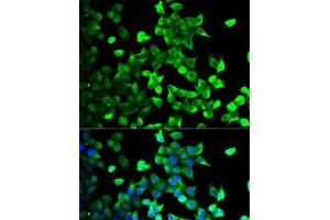 Immunofluorescence analysis of U2OS cells using FLOT1 Polyclonal Antibody (Flotillin 1 抗体)