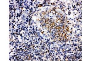 IHC-P: BAFF antibody testing of human tonsil tissue (BAFF 抗体  (AA 265-285))