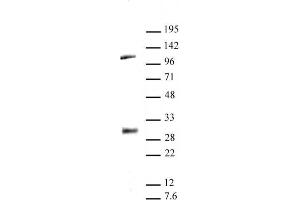 LIN28A antibody (pAb) tested by Western blot. (LIN28A 抗体  (C-Term))