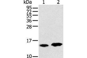 Western blot analysis of Rat heart tissue and Mouse brain tissue using CARTPT Polyclonal Antibody at dilution of 1:350 (CARTPT 抗体)