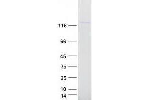 Validation with Western Blot (Myosin VI Protein (MYO6) (Myc-DYKDDDDK Tag))