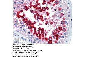 Immunohistochemistry with Human Testis lysate tissue at an antibody concentration of 5. (JAZF1 抗体  (C-Term))