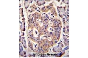 PLD5 Antibody (C-term) (ABIN655545 and ABIN2845054) immunohistochemistry analysis in formalin fixed and paraffin embedded human pancreas tissue followed by peroxidase conjugation of the secondary antibody and DAB staining. (PLD5 抗体  (C-Term))