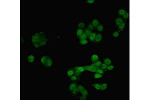 Immunofluorescent analysis of PC-3 cells using ABIN7168135 at dilution of 1:100 and Alexa Fluor 488-congugated AffiniPure Goat Anti-Rabbit IgG(H+L)