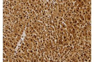 ABIN6261764 and ABIN6277676 at 1/100 staining Mouse liver tissue by IHC-P.