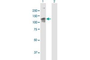 Western Blotting (WB) image for anti-rho/rac Guanine Nucleotide Exchange Factor (GEF) 2 (ARHGEF2) (AA 1-959) antibody (ABIN1327466)