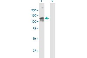 Western Blot analysis of ARHGEF2 expression in transfected 293T cell line by ARHGEF2 MaxPab polyclonal antibody. (ARHGEF2 抗体  (AA 1-959))