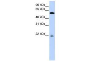 Image no. 1 for anti-Peptidase M20 Domain Containing 2 (PM20D2) (AA 252-301) antibody (ABIN6741115) (PM20D2 抗体  (AA 252-301))