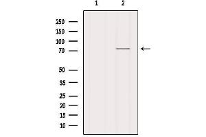 Western Blotting (WB) image for anti-Bromodomain Containing 7 (BRD7) (Internal Region) antibody (ABIN6260310)