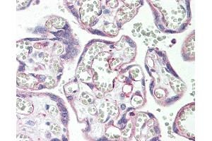Anti-PSG3 antibody IHC staining of human placenta. (PSG3 抗体  (AA 22-50))