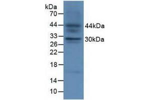 Western blot analysis of Fetal Mouse Tissue. (FGF23 抗体  (AA 25-251))