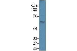 Mouse Capture antibody from the kit in WB with Positive Control: Human Placenta lysate. (EGR1 ELISA 试剂盒)
