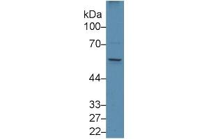 Mouse Capture antibody from the kit in WB with Positive Control: Human Placenta lysate.