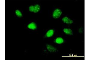 Immunofluorescence (IF) image for anti-LIM Homeobox 5 (LHX5) (AA 136-235) antibody (ABIN528565)