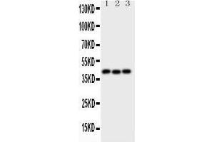 Anti-Wnt5a Picoband antibody,  All lanes: Anti-WNT5A at 0. (WNT5A 抗体  (AA 184-303))