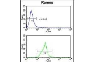 Neprilysin Antibody (C-term) (ABIN391499 and ABIN2841464) flow cytometry analysis of Ramos cells (bottom histogram) compared to a negative control cell (top histogram). (MME 抗体  (C-Term))