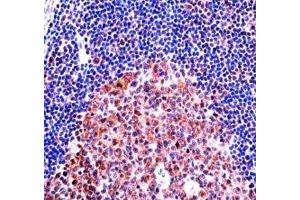 MCM4 antibody immunohistochemistry analysis in formalin fixed and paraffin embedded human tonsil tissue. (MCM4 抗体  (AA 637-665))