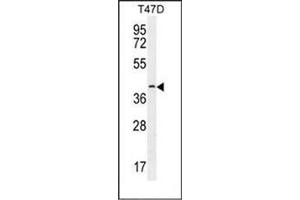 Western blot analysis of Fibulin-7 Antibody (N-term) in T47D cell line lysates (35ug/lane). (FBLN7 抗体  (N-Term))