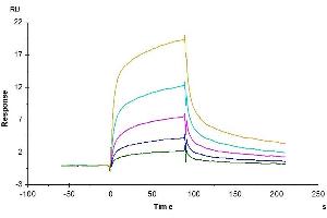 Anti-LILRB1 Antibody immobilized on CM5 Chip can bind Rhesus macaque LILRB1, hFc Tag with an affinity constant of 51.