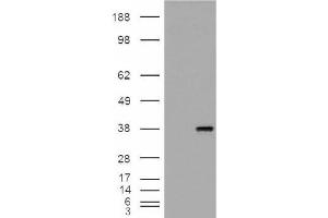 Image no. 2 for anti-Monoglyceride Lipase (MGLL) (Internal Region) antibody (ABIN375108) (MGLL 抗体  (Internal Region))