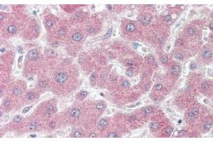 Immunohistochemistry (IHC) image for anti-Coagulation Factor V (F5) (AA 364-611) antibody (ABIN7438925)