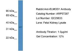 WB Suggested Anti-ELMOD1  Antibody Titration: 0. (ELMOD1 抗体  (Middle Region))