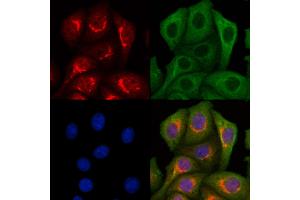 ABIN7094340 and ABIN7098387 staining Hela cells by IF/ICC.