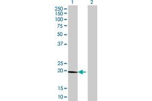 Western Blotting (WB) image for anti-C-Type Lectin Domain Family 3, Member B (CLEC3B) (AA 1-202) antibody (ABIN521011)
