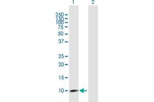 Western Blot analysis of CLPS expression in transfected 293T cell line by CLPS MaxPab polyclonal antibody. (CLPS 抗体  (AA 1-112))