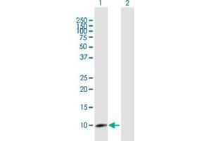 Western Blot analysis of CLPS expression in transfected 293T cell line by CLPS MaxPab polyclonal antibody. (CLPS 抗体  (AA 1-112))