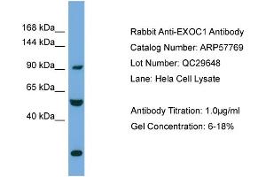 WB Suggested Anti-EXOC1  Antibody Titration: 0. (EXOC1 抗体  (N-Term))