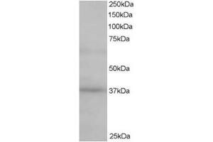 Image no. 1 for anti-ATPase, H+ Transporting, Lysosomal Accessory Protein 2 (ATP6AP2) (C-Term) antibody (ABIN374363) (ATP6AP2 抗体  (C-Term))