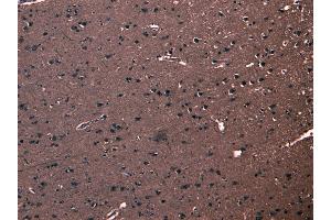 ABIN185053 (8 μg/mL) staining of paraffin embedded Human Cortex. (FBXL2 抗体  (N-Term))